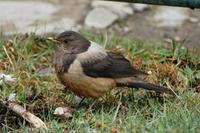 Image of: Turdus kessleri (Kessler's thrush)