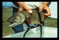 Image of: Salvelinus namaycush (lake trout), Petromyzon marinus (sea lamprey)