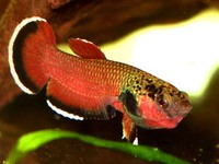 Betta channoides