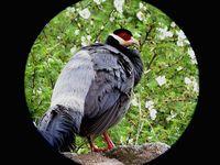 Tibetan Eared Pheasant - Crossoptilon harmani