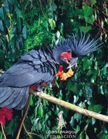 Palm Cockatoo - Probosciger aterrimus