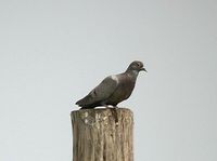 Yellow-eyed Pigeon - Columba eversmanni