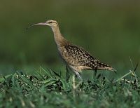 Bristle-thighed Curlew - Numenius tahitiensis