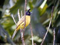 Black-crested Bulbul - Pycnonotus melanicterus