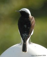 Hooded Wheatear - Oenanthe monacha