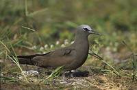 Brown Noddy (Anous stolidus) photo