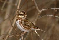 Rustic Bunting (Emberiza rustica) photo