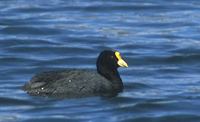 White-winged Coot (Fulica leucoptera) photo