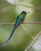 Long-tailed Sylph (Aglaiocercus kingi) photo