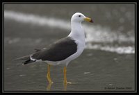 Belcher's Gull - Larus belcheri