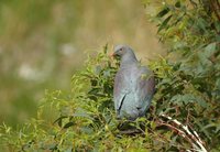 New Zealand Pigeon - Hemiphaga novaeseelandiae