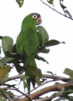 Blue-crowned Parakeet - Aratinga acuticaudata