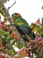 Sulphur-winged Parakeet - Pyrrhura hoffmanni