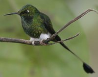 Booted Racket-tail - Ocreatus underwoodii