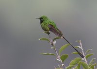 Green-tailed Trainbearer - Lesbia nuna