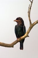 Dollarbird - Eurystomus orientalis