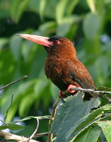 Chestnut Jacamar - Galbalcyrhynchus purusianus