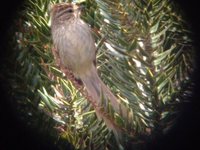 Striolated Tit-Spinetail - Leptasthenura striolata