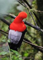 Andean Cock-of-the-Rock - Rupicola peruviana