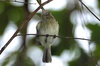 Zimmer's Tody-Tyrant - Hemitriccus minimus