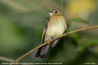 Whiskered Flycatcher - Myiobius barbatus