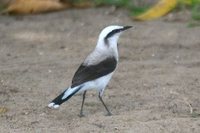 Masked Water-Tyrant - Fluvicola nengeta