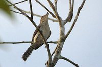 Tooth-billed Wren - Odontorchilus cinereus