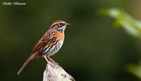 Rufous-breasted Accentor - Prunella strophiata