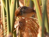 Chirping Cisticola - Cisticola pipiens