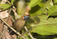 Fluffy-backed Tit-babbler - Macronous ptilosus