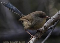 Variegated Fairywren - Malurus lamberti