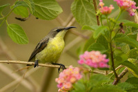 Purple-rumped Sunbird - Leptocoma zeylonica