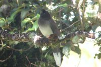 Brown Jay - Cyanocorax morio