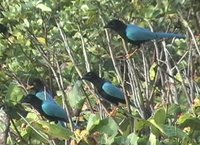 Yucatan Jay - Cyanocorax yucatanicus