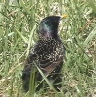 European Starling - Sturnus vulgaris