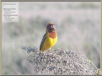 Red-headed Bunting - Emberiza bruniceps