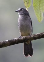 Grayish Saltator - Saltator coerulescens