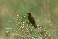 Red-breasted Blackbird - Sturnella militaris