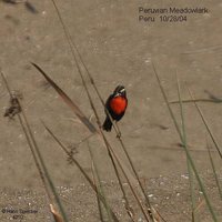 Peruvian Meadowlark - Sturnella bellicosa