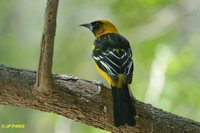 Altamira Oriole - Icterus gularis