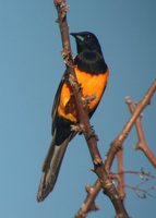 Black-vented Oriole - Icterus wagleri