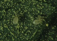 Amblyseius finlandicus