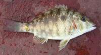 Juvenile Pink-Eared Emperor (Lethrinus lentjan)