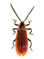 큰홍반디 - Lycostomus porphyrophorus