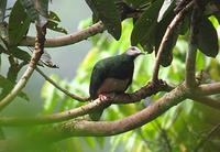 PINK-BELLIED IMPERIAL-PIGEON