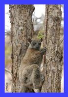 Ring Sportive Lemur (Lepilemur milanoii)