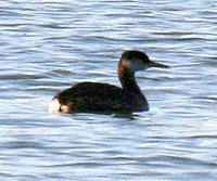 Red-necked Grebe. Photo by Greg Gillson