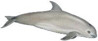 Kalifornischer Schweinswal (Phocoena sinus) Vaquita