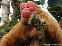 Macaco uacari, Manaus, Amazonas, Brasil