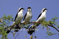 Grey-backed Fiscal Lanius excubitoroides